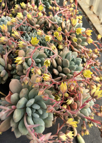 Sedeveria (unknown species) Sedeveria (unknown species)